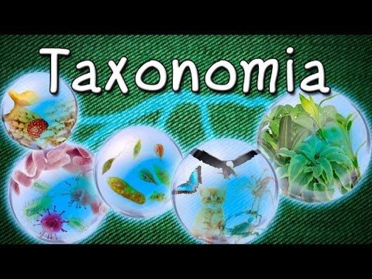 La taxonomía | Publicaciones | Induanalisis, Laboratorio, monitoreo,  consultoría y equipo. Bucaramanga - Col.